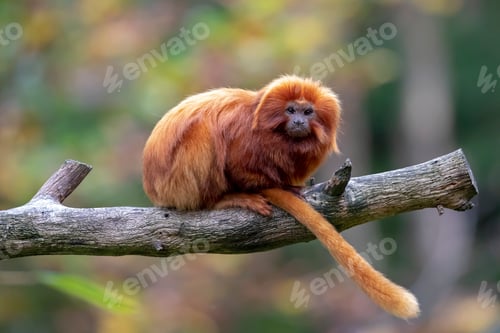Preview: Lion tamarin portrait