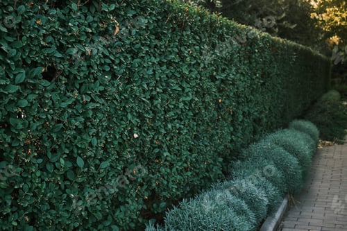 Preview: Square shaped green hedge fence separated from walkway