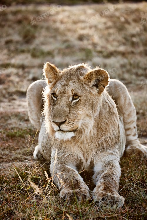 Preview: Alert lioness, Masai Mara, Narok, Kenya, Africa