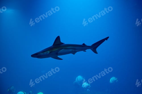 Preview: Shart and other sea fishes in aquarium, sea life