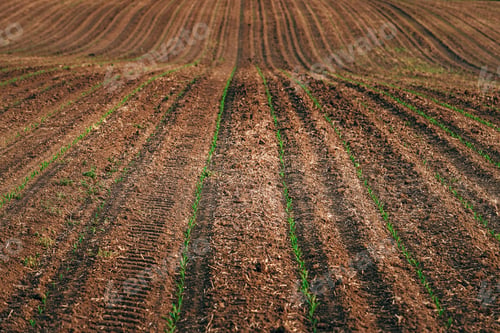 Preview: Rows of corn seedling in field