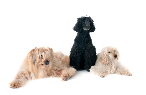 Preview: Pyrenean Sheepdog in studio