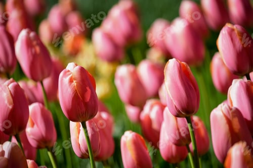 Preview: Blooming tulips flowerbed in Keukenhof flower garden, Netherland