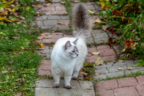 Preview: Picture of a nevsky masquerade cat in a garden stock photo