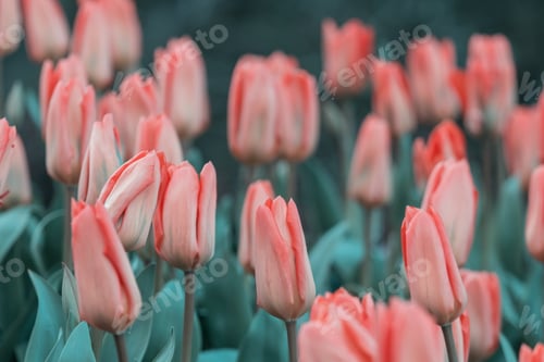 Preview: Tulip
