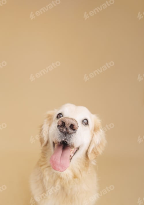 Preview: Happy Dog Smiling Upward on Light Background