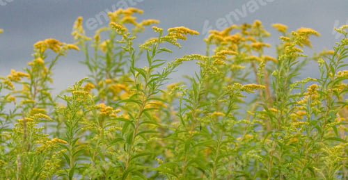 Preview: Beautiful shot of many giant goldenrod plants with yellow petals - perfect for a wallpaper