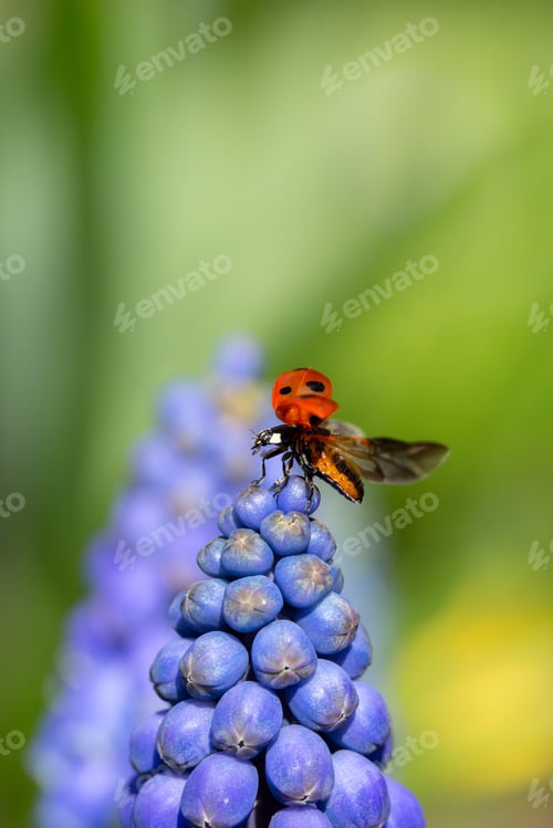 Preview: Ladybird insect on a blue Muscari flower head with wings open