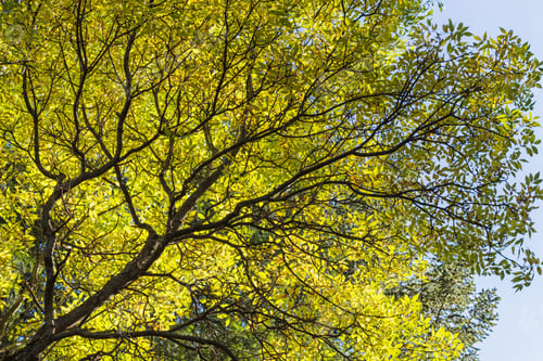 Preview: green tree branch