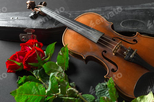 Preview: Violin and rose on black background.