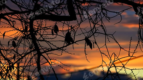 Preview: Texture of some branches of a tree during a spectacular sunset.