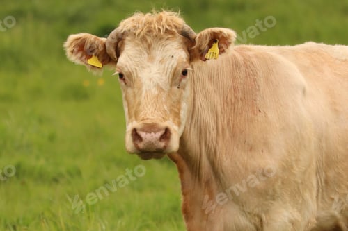 Preview: Brown Cow moooo