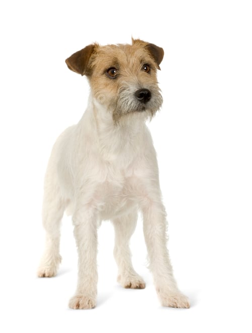Preview: Jack russell