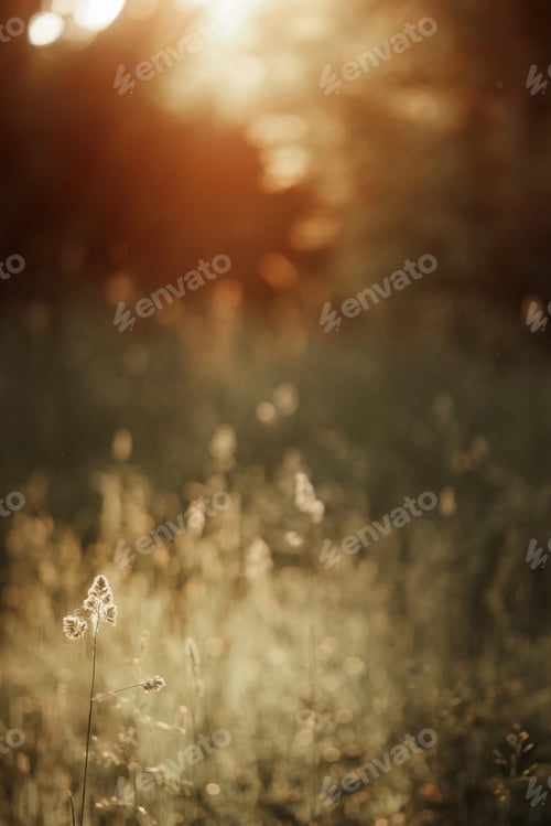 Preview: Wild field of grass on sunset, soft sun rays