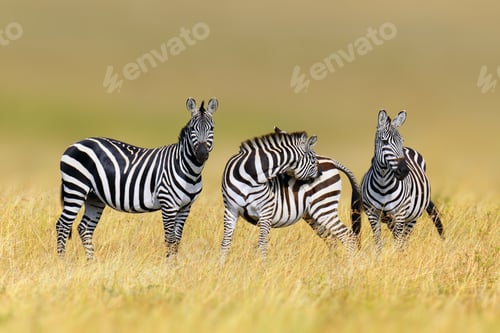 Preview: Zebra in the grass nature habitat, National Park of Kenya