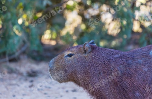 Preview: Capybara