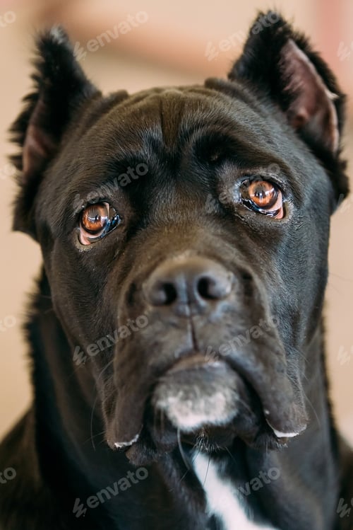 Preview: Cane Corso Whelp Puppy Dog Close Up