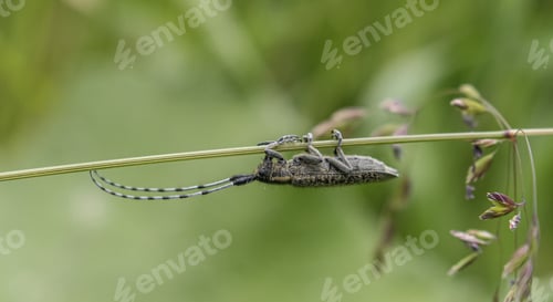Preview: Beetle hanging on a plant upside down