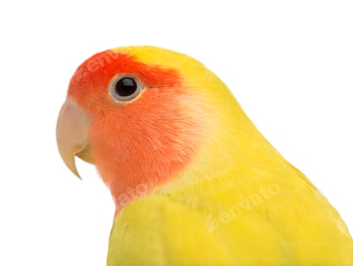 Vista previa: Portrait of Rosy-faced Lovebird, Agapornis roseicollis, also known as the Peach-faced Lovebird