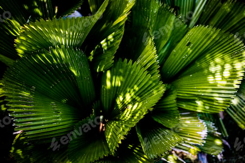 Preview: Abstract palm leaves nature texture background.Creative layout for design.