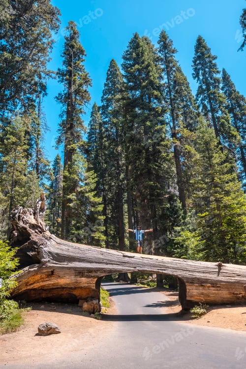 Preview: A man in Sequoia National Park, the famous tunnel of the park