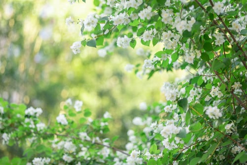 Preview: Branches of blossoming flowering plants on natural blurry background. Fresh green tree leaves of lig