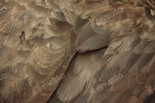Preview: Close up of brown feather