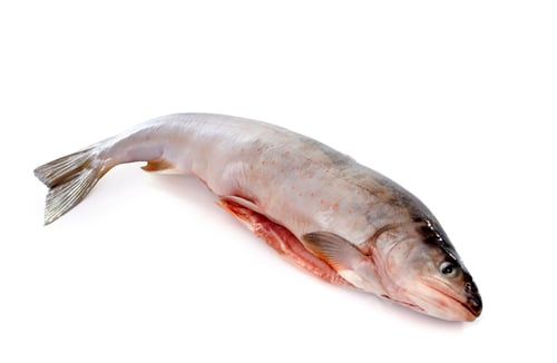 Preview: Arctic char in studio