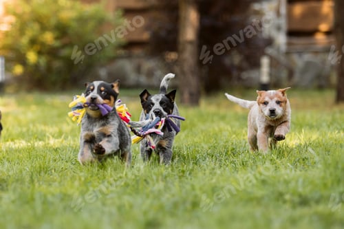 Preview: Australian cattle dog puppy outdoor. Blue and red heeler dog breed. Puppies on the backyard. Dog lit