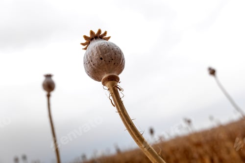 Preview: Detail of the ripe fruit of a royal opium poppy, Papaver somniferum, whose seeds