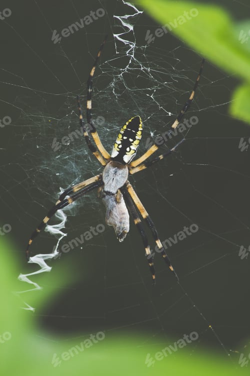 Preview: spider eating dinner