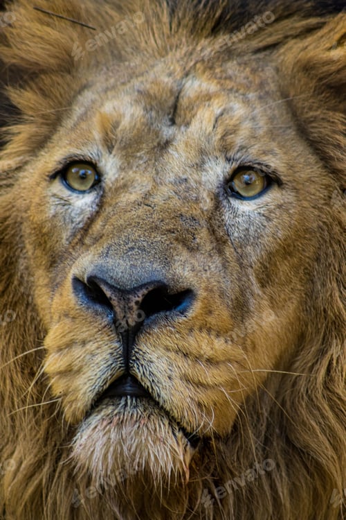 Preview: a very big lion that is looking at the camera with a weird expression