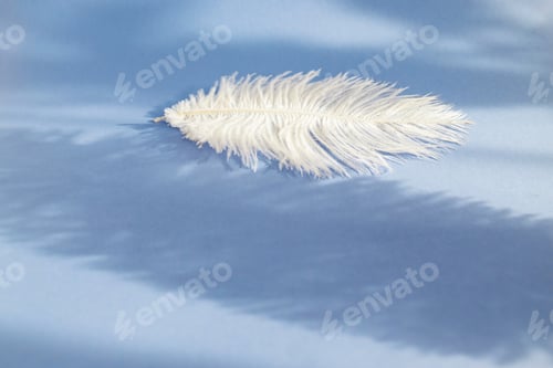 Preview: White fluffy ostrich feather close up on blue background with copy space for text, bird feather text