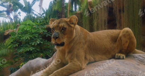 Preview: Lioness is a chief hunter. Large, powerfully built cat. Mammal inhabit grassy plains and open