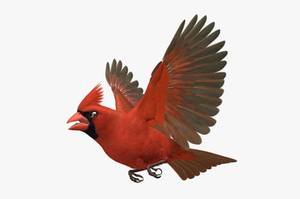 Preview: Male Northern Cardinal - Cardinalis Cardinalis