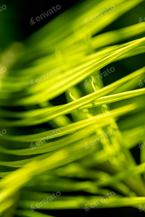 Preview: background texture green leaf structure macro photography