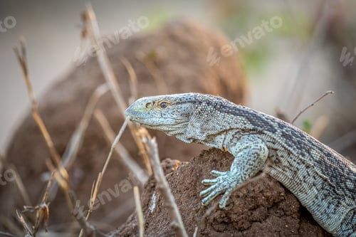 Preview: Rock monitor lizard standing on a termite mount.
