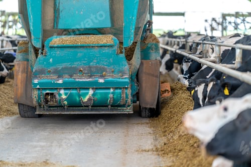 Preview: agricultural automatic feed feeder for cows on the modern farm, concept of automation of the farming