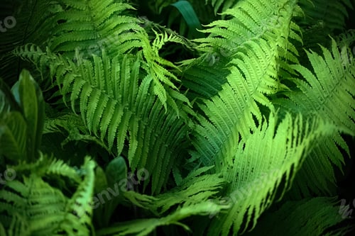 Vista previa: Midsummer Day background. Lush Green Fern Leaves Close-up