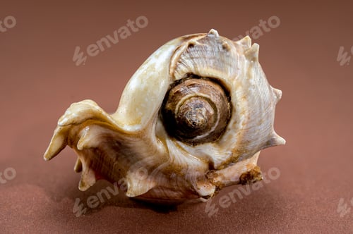 Preview: Spiny Melongena Sea Shell Close-Up on brown