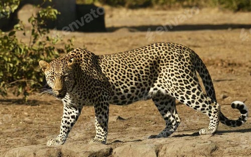 Preview: A Best wildlife safari in the world