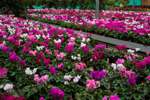 Preview: Flower plantation in greenhouse cultivation and sale of indoor flowers with cyclamen