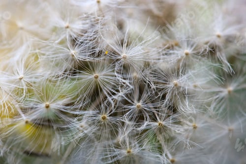 Preview: Close - up of a dandelion