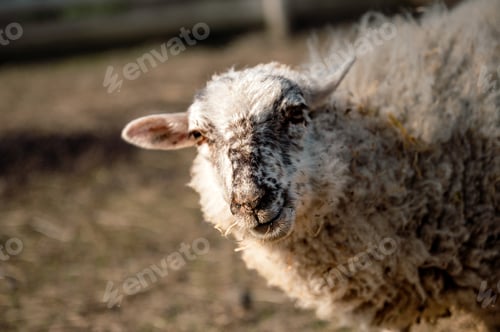 Preview: Sheep Standing Still on the Farm