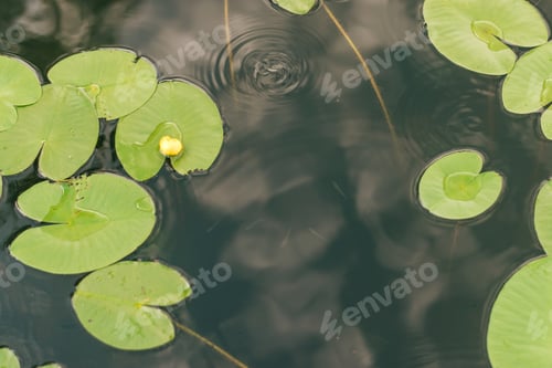 Preview: Leaves and flowers of water lilies floating on the water.Natural background.