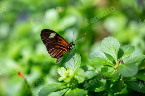Preview: Macro Picture of a Butterfly
