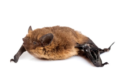 Preview: Pipistrellus pipistrellus in studio
