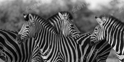 Preview: Three Common Zebra grooming in black and white