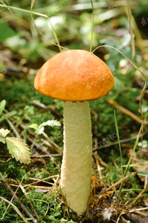 Preview: An edible aspen mushroom growing in the forest. Mushrooms in the forest. Mushroom picking