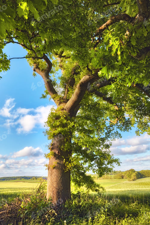 Preview: Danish forest in springtime